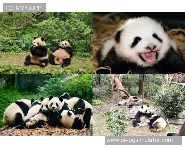 足球明星与大熊猫亲密合影展现动植物和谐共生的美丽瞬间 足球明星与大熊猫亲密合影展现动植物和谐共生的美丽瞬间